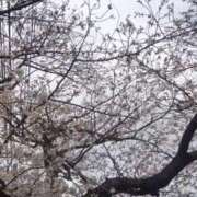 ヒメ日記 2025/04/03 08:05 投稿 はる 横浜おかあさん