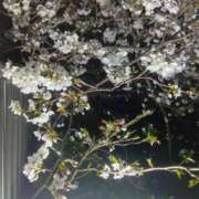 ヒメ日記 2025/04/10 18:25 投稿 はる 横浜おかあさん