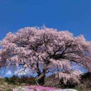 ヒメ日記 2025/04/12 14:35 投稿 はる 横浜おかあさん