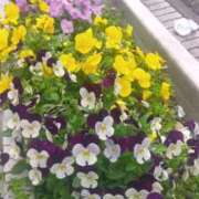 ヒメ日記 2025/04/25 18:13 投稿 はる 横浜おかあさん