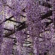 ヒメ日記 2025/04/26 14:25 投稿 はる 横浜おかあさん