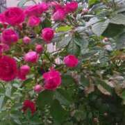 ヒメ日記 2025/05/12 13:45 投稿 はる 横浜おかあさん