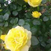 ヒメ日記 2025/05/26 14:05 投稿 はる 横浜おかあさん