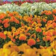 ヒメ日記 2025/05/27 17:35 投稿 はる 横浜おかあさん