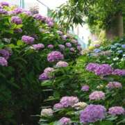 ヒメ日記 2025/06/24 17:46 投稿 はる 横浜おかあさん