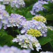 ヒメ日記 2025/06/26 19:55 投稿 はる 横浜おかあさん