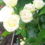 ヒメ日記 2025/07/09 13:07 投稿 はる 横浜おかあさん