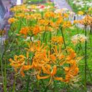 ヒメ日記 2025/10/05 19:05 投稿 はる 横浜おかあさん