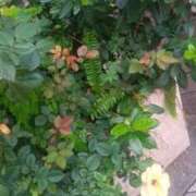 ヒメ日記 2025/10/23 22:15 投稿 はる 横浜おかあさん