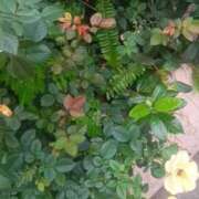 ヒメ日記 2025/11/03 09:25 投稿 はる 横浜おかあさん