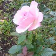 ヒメ日記 2025/11/16 08:55 投稿 はる 横浜おかあさん