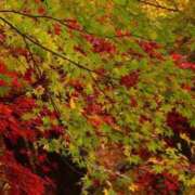 ヒメ日記 2025/12/11 11:35 投稿 はる 横浜おかあさん