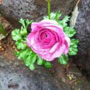 ヒメ日記 2026/02/26 12:35 投稿 はる 横浜おかあさん