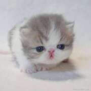 ヒメ日記 2025/03/18 17:02 投稿 かのん Ravires(ラヴィリス)