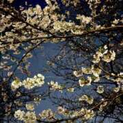 ヒメ日記 2025/04/01 20:53 投稿 ゆめ 錦糸町ミセスアロマ（ユメオト）