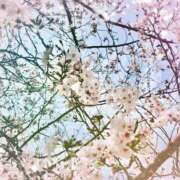 ヒメ日記 2026/04/06 12:39 投稿 ゆめ 錦糸町ミセスアロマ（ユメオト）