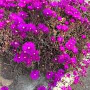 ヒメ日記 2025/03/02 20:42 投稿 岩田あやね 五十路マダムエクスプレス船橋店(カサブランカグループ)