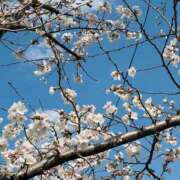 ヒメ日記 2025/03/30 18:02 投稿 岩田あやね 五十路マダムエクスプレス船橋店(カサブランカグループ)