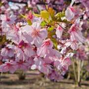 ヒメ日記 2025/03/22 12:41 投稿 長澤舞美 ローテンブルク