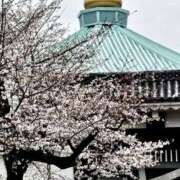 ヒメ日記 2025/04/01 14:23 投稿 長澤舞美 ローテンブルク