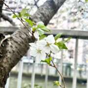 ヒメ日記 2025/04/06 23:24 投稿 長澤舞美 ローテンブルク