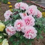 ヒメ日記 2025/04/27 12:15 投稿 長澤舞美 ローテンブルク