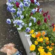 ヒメ日記 2025/05/15 10:49 投稿 長澤舞美 ローテンブルク