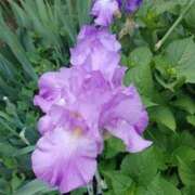 ヒメ日記 2025/05/19 23:35 投稿 長澤舞美 ローテンブルク