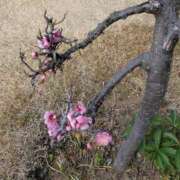 ヒメ日記 2026/02/18 11:05 投稿 長澤舞美 ローテンブルク