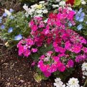 ヒメ日記 2026/03/12 08:52 投稿 長澤舞美 ローテンブルク