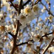 ヒメ日記 2026/03/14 11:49 投稿 長澤舞美 ローテンブルク