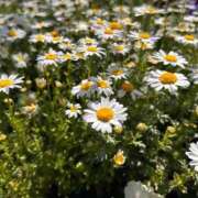 ヒメ日記 2026/03/21 09:46 投稿 長澤舞美 ローテンブルク