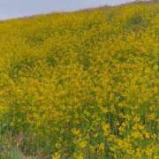 ヒメ日記 2026/03/23 09:00 投稿 長澤舞美 ローテンブルク