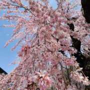 ヒメ日記 2026/03/29 10:05 投稿 長澤舞美 ローテンブルク