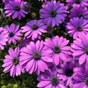 ヒメ日記 2026/04/02 10:32 投稿 長澤舞美 ローテンブルク