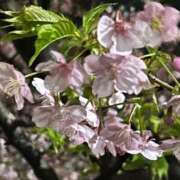 ヒメ日記 2026/04/04 08:38 投稿 長澤舞美 ローテンブルク