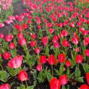 ヒメ日記 2026/04/05 09:53 投稿 長澤舞美 ローテンブルク