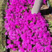 ヒメ日記 2026/04/19 10:48 投稿 長澤舞美 ローテンブルク