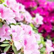 ヒメ日記 2026/04/21 11:56 投稿 長澤舞美 ローテンブルク