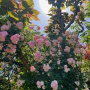 ヒメ日記 2024/12/12 20:22 投稿 ゆり 人妻花かんざし