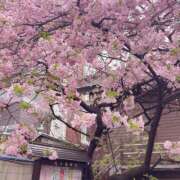 ヒメ日記 2025/03/12 21:04 投稿 ゆり 人妻花かんざし