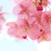 ヒメ日記 2025/03/22 13:02 投稿 ゆり 人妻花かんざし