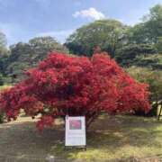 ヒメ日記 2025/04/26 19:49 投稿 ゆり 人妻花かんざし