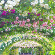 ヒメ日記 2025/05/11 08:31 投稿 ゆり 人妻花かんざし