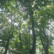 ヒメ日記 2025/05/29 08:03 投稿 ゆり 人妻花かんざし