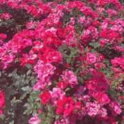 ヒメ日記 2025/06/03 23:52 投稿 ゆり 人妻花かんざし