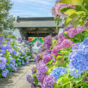 ヒメ日記 2025/06/15 14:42 投稿 ゆり 人妻花かんざし