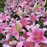 ヒメ日記 2025/07/04 08:00 投稿 ゆり 人妻花かんざし