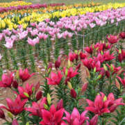 ヒメ日記 2025/07/12 17:15 投稿 ゆり 人妻花かんざし