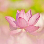 ヒメ日記 2025/07/19 17:12 投稿 ゆり 人妻花かんざし